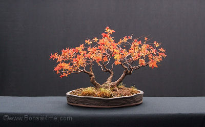 spiraea bonsai